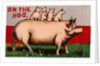 On the Hog Postcard by Anonymous