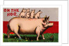 On the Hog Postcard by Anonymous