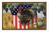 Thanksgiving Postcard with Turkey and Stars and Stripes Motif by Anonymous