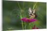 Swallowtail Butterflies on Cosmos Flower by Anonymous