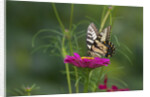 Swallowtail Butterflies on Cosmos Flower by Anonymous