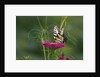 Swallowtail Butterflies on Cosmos Flower by Anonymous