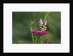 Swallowtail Butterflies on Cosmos Flower by Anonymous