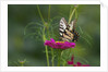 Swallowtail Butterflies on Cosmos Flower by Anonymous