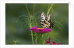 Swallowtail Butterflies on Cosmos Flower by Anonymous