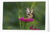 Swallowtail Butterflies on Cosmos Flower by Anonymous