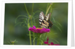 Swallowtail Butterflies on Cosmos Flower by Anonymous