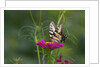Swallowtail Butterflies on Cosmos Flower by Anonymous