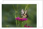 Swallowtail Butterflies on Cosmos Flower by Anonymous
