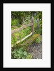 Flower Garden with Old Wood Fence by Anonymous