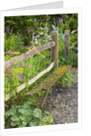 Flower Garden with Old Wood Fence by Anonymous