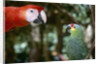 Scarlet Macaw and Red-Lored Amazon Parrot by Anonymous