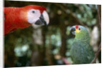Scarlet Macaw and Red-Lored Amazon Parrot by Anonymous
