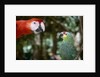 Scarlet Macaw and Red-Lored Amazon Parrot by Anonymous