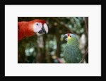 Scarlet Macaw and Red-Lored Amazon Parrot by Anonymous