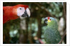 Scarlet Macaw and Red-Lored Amazon Parrot by Anonymous