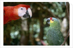 Scarlet Macaw and Red-Lored Amazon Parrot by Anonymous