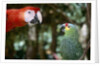 Scarlet Macaw and Red-Lored Amazon Parrot by Anonymous