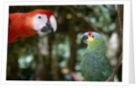 Scarlet Macaw and Red-Lored Amazon Parrot by Anonymous