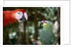 Scarlet Macaw and Red-Lored Amazon Parrot by Anonymous