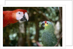Scarlet Macaw and Red-Lored Amazon Parrot by Anonymous