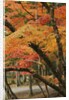 Autumn in Koya-san by Anonymous