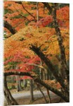 Autumn in Koya-san by Anonymous