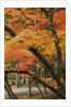 Autumn in Koya-san by Anonymous