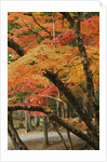 Autumn in Koya-san by Anonymous