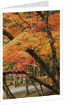 Autumn in Koya-san by Anonymous