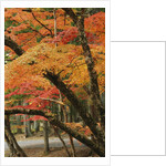 Autumn in Koya-san by Anonymous