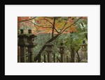 Lanterns at Kasuga Taishi Shine by Anonymous