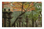 Lanterns at Kasuga Taishi Shine by Anonymous