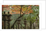 Lanterns at Kasuga Taishi Shine by Anonymous