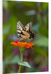 Swallowtail Butterfly by Anonymous