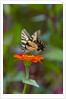 Swallowtail Butterfly by Anonymous