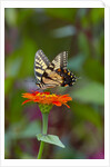 Swallowtail Butterfly by Anonymous