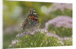 Painted Lady Butterfly by Anonymous