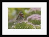 Painted Lady Butterfly by Anonymous