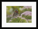 Painted Lady Butterfly by Anonymous