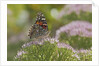 Painted Lady Butterfly by Anonymous