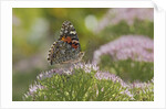 Painted Lady Butterfly by Anonymous