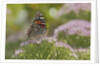 Painted Lady Butterfly by Anonymous