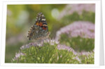 Painted Lady Butterfly by Anonymous