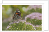 Painted Lady Butterfly by Anonymous