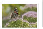 Painted Lady Butterfly by Anonymous