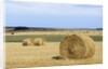 View of a field of haystacks by Anonymous