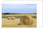 View of a field of haystacks by Anonymous