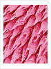 Tongue of a Rat by Anonymous