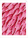 Tongue of a Rat by Anonymous